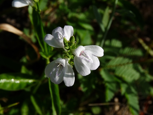{Justicia ovata var. ovata}